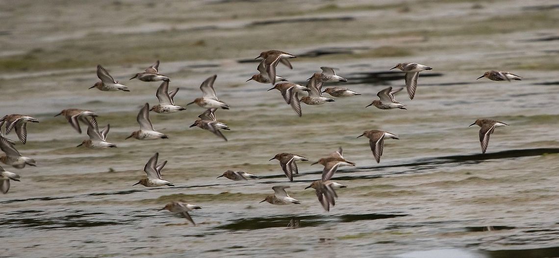 Flock of Dunlins Too fast to get a clear shot but  wonderful to watch, all in perfect unison Calidris alpina,Dunlin,Geotagged,Summer,United Kingdom,birds,isle of wight,waders