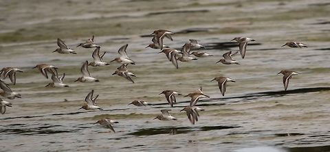 Flock of Dunlins Too fast to get a clear shot but  wonderful to watch, all in perfect unison Calidris alpina,Dunlin,Geotagged,Summer,United Kingdom,birds,isle of wight,waders