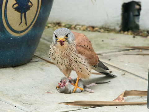 Kestrel with breakfast Quite a surprise to see this kestrel on our patio in the middle of suburbia. He swiftly dispatched a local rat and devoured it right before our eyes!
With a lack of food in the nearby countryside at the moment, kestrels are being seen more frequently in towns as they search for a much needed meal. Glad this one got his belly full. Common Kestrel,Falco tinnunculus,Geotagged,United Kingdom,birds,isle of wight,raptors,urban wildlife