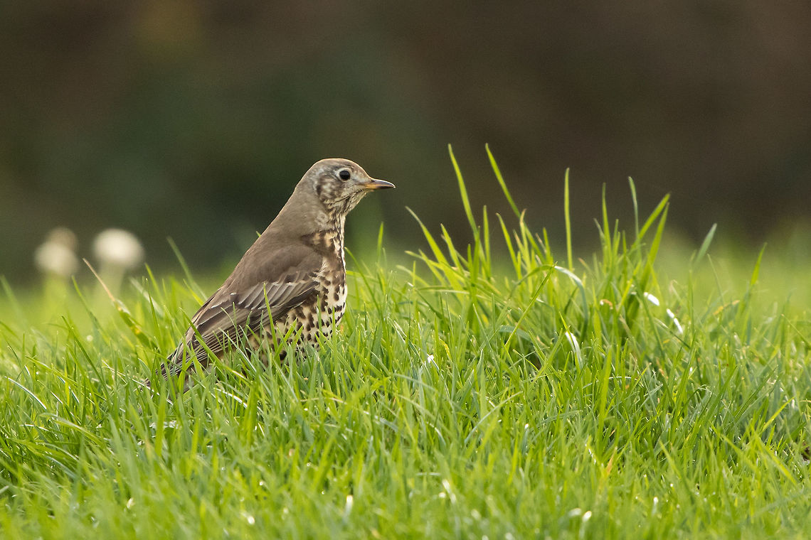 Mistle thrush  Geotagged,Mistle Thrush,Turdus viscivorus,United Kingdom,Winter,birds,isle of wight,thrushes