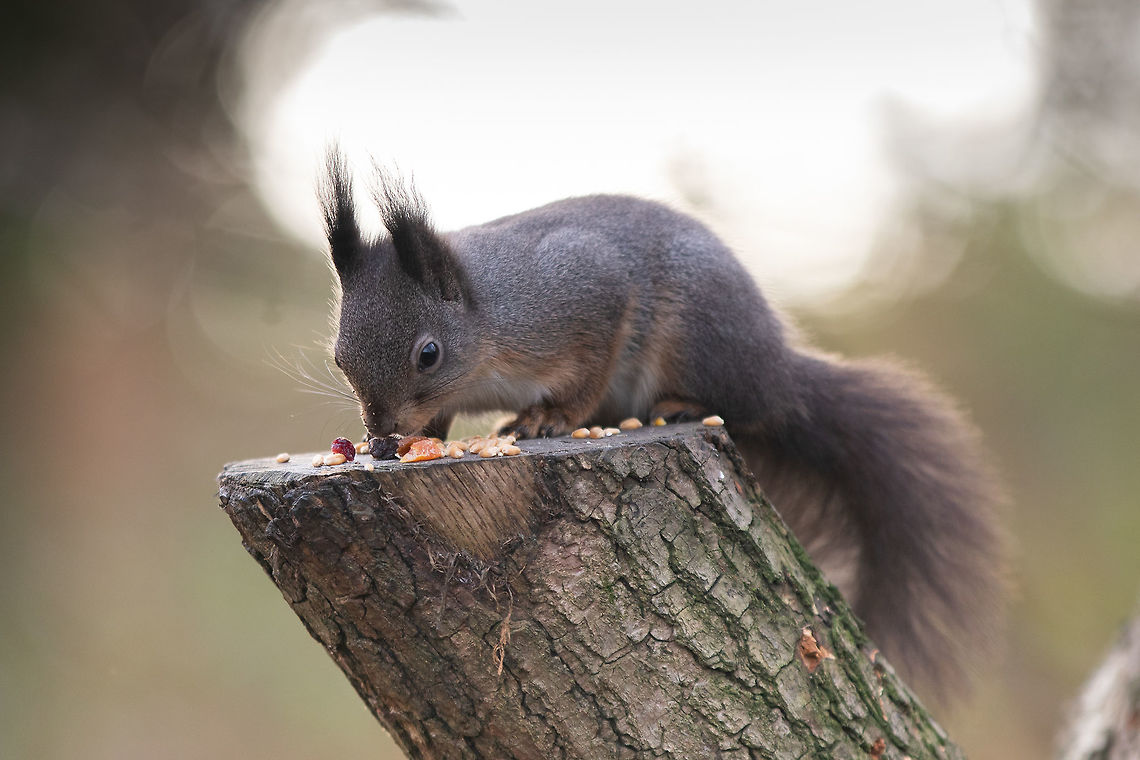 Red squirrel in winter colouring  Geotagged,Red squirrel,Sciurus vulgaris,United Kingdom,Winter,isle of wight,mammals,squirrels