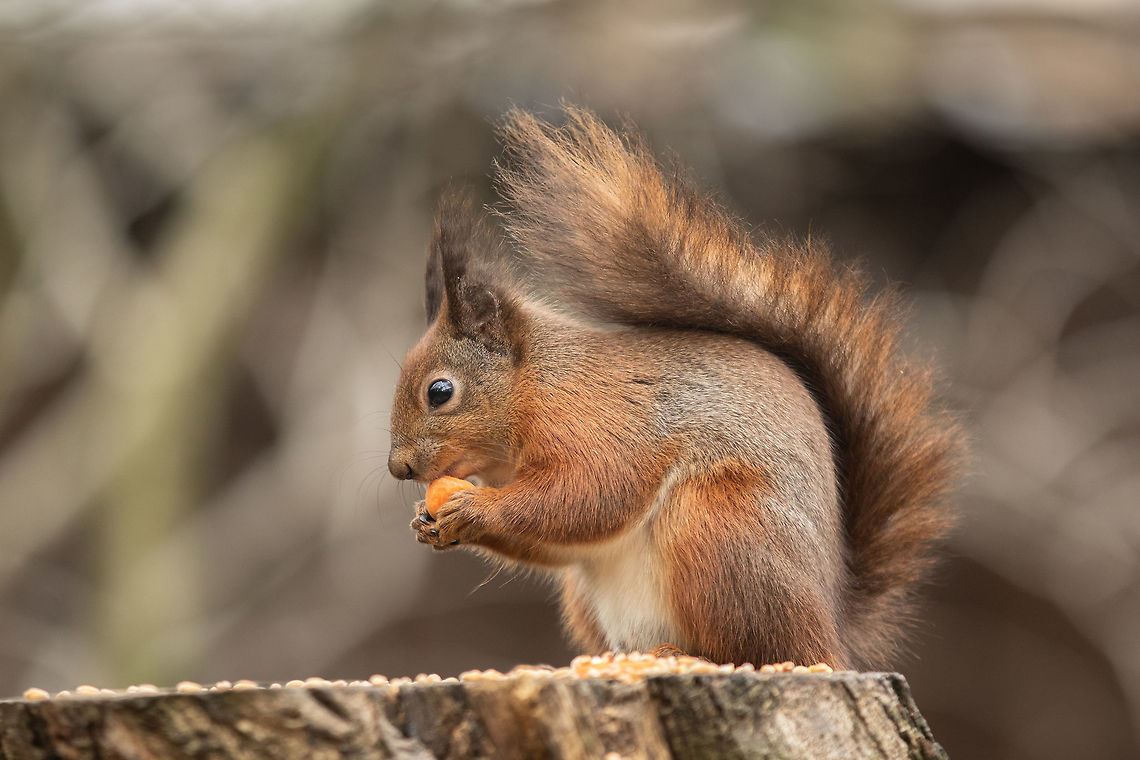 Red squirrel (male) Taken at Alverstone Mead Nature Reserve Geotagged,Red squirrel,Sciurus vulgaris,United Kingdom,Winter,isle of wight,squirrels