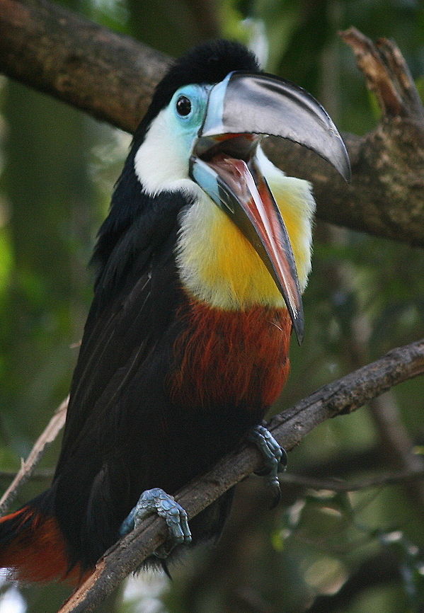 Chanel-billed Toucan Native to South America this bird was photographed at the Birds of Eden Sanctuary in South Africa Birds,Channel-billed Toucan,Geotagged,Ramphastos vitellinus,South Africa,South America,Spring,toucan
