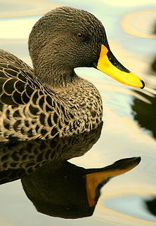 Yellow-billed duck This duck is native to South Africa Anas undulata,Birds,Fall,Geotagged,South Africa,Yellow-billed Duck,ducks