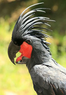 Goliath Palm Cockatoo The Goliath Palm Cockatoo is native to Western Papua and the Aru Islands. They are endangered and listed as CitesII. They are the largest of all cockatoos and the size of their beak is second only to the Hyacinth Macaw. They are very sought after as pets throughout the world and are currently the most expensive bird to buy as there are very few breeders. This particular bird lives in a private sanctuary in South Africa. Geotagged,Palm Cockatoo,Probosciger aterrimus,South Africa,Summer,bird,black,cockatoo,expensive,largest,rare