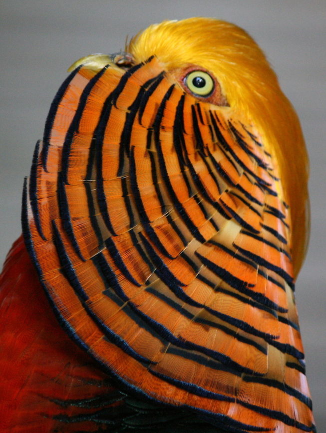 Golden Pheasant Golden Pheasant displaying to a female Chrysolophus pictus,Fall,Geotagged,Golden Pheasant,South Africa,beautiful,birds,china,common,fighting,pheasant,stunning