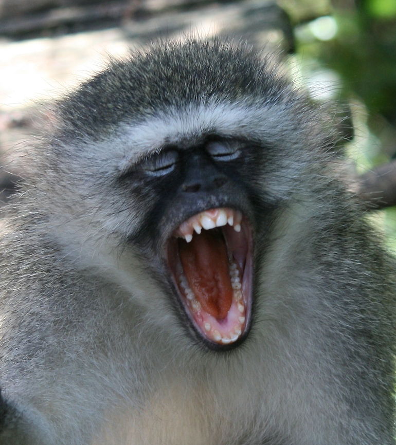 Laughing Vervet Actually he was in the middle of a very big yawn! Photo taken at Monkeyland primate sanctuary in South Africa Chlorocebus pygerythrus,Geotagged,South Africa,Spring,Vervet monkey,blue ball,green,laughing,monkey,south africa,vervet