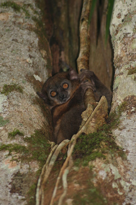 Sportive Lemur The gorgeous nocturnal lepilemur. If memory serves me correctly I took this photo in the Ranomafana National Park in Madagascar Geotagged,Lepilemur edwardsi,Madagascar,Milne-Edwards sportive lemur,Winter,lemur,nocturnal,prosimian