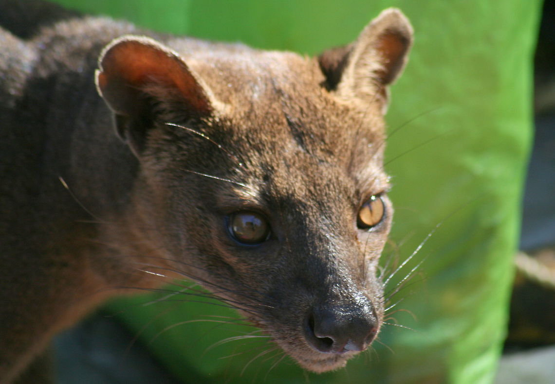 Fossa! Arch enemy to all lemurs, the fossa being one of the few natural predators in Madagascar. I took this photo at the Kirindy National Park in Madagascar where these viscious little creatures took to sleeping next to my hut! Cryptoprocta ferox,Fossa,Geotagged,Kirindy Reserve,Madagascar,madagascar,predator