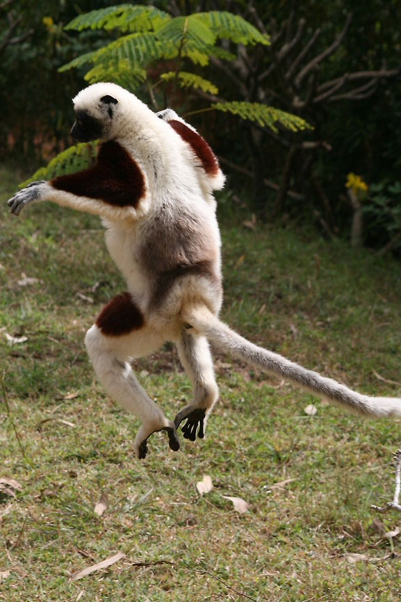Dancing Sifaka Coquerel&#039;s Sifaka  leaping. Photo taken by the  Ampijoroa Forestry Station withing Ankaranfantsika National Park in Madagascar Coquerels sifaka,Fall,Geotagged,Madagascar,Propithecus coquereli,dancing,jumping,leaping,lemur,prosimian,sifaka