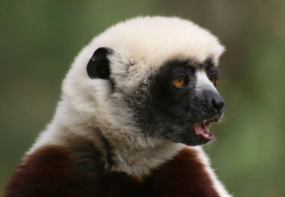 Coquerel's Sifaka What a stunning creature! Photo taken at the Lemur Park in Antananarivo, Madagascar Coquerels sifaka,Fall,Geotagged,Madagascar,Propithecus coquereli,lemur,madagascar,sifaka
