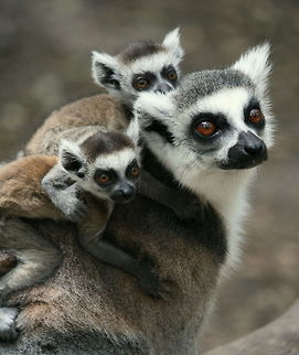 Ring-tailed lemur with twins These twin babies are about two weeks old. Photo taken at Monkeyland Primate Sanctuary in South Africa Geotagged,Lemur catta,Madagascar,Ring-tailed lemur,South Africa,Spring,babies,lemur,twins,young