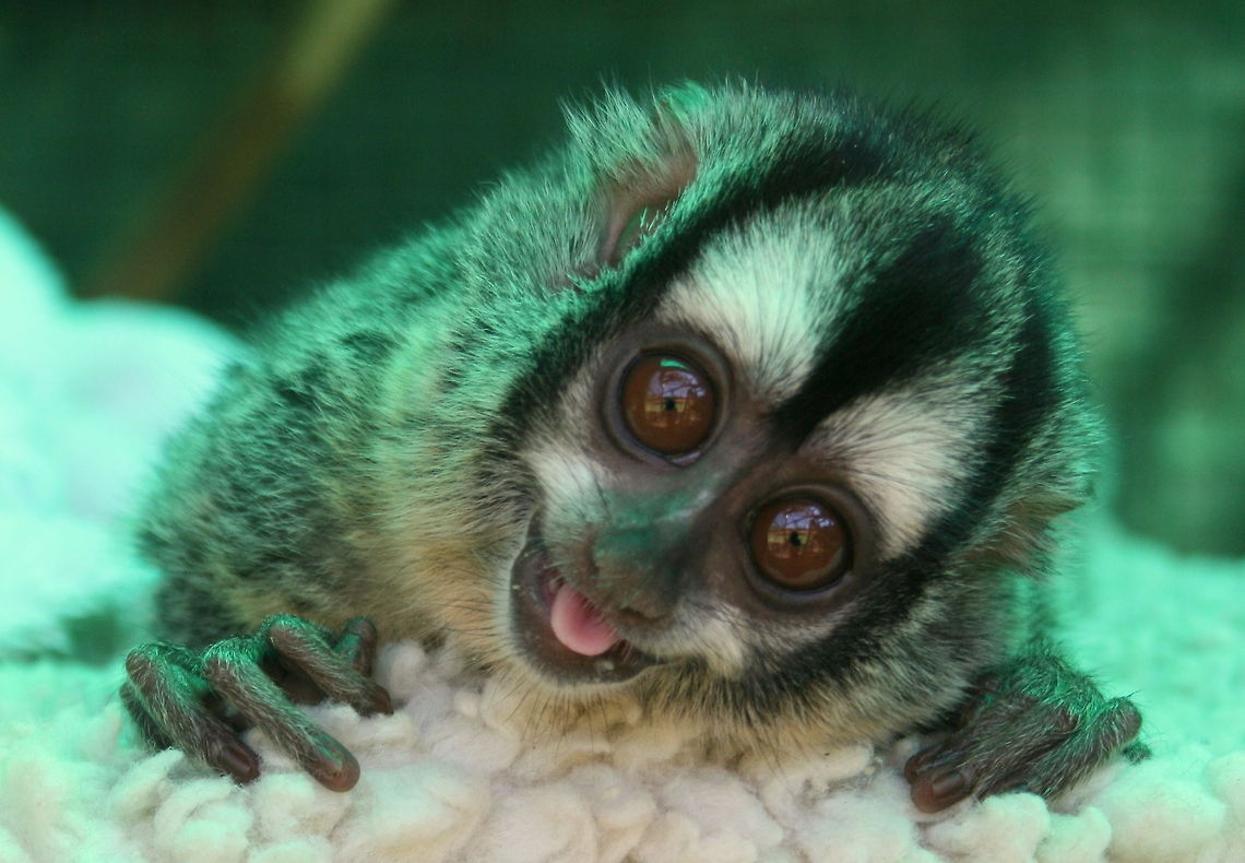 Douroucoulis or Night Monkey Also known as an Owl Monkey. These nocturnal little monkeys are native to South America but this little darling was born at Monkeyland, a primate sanctuary in South Africa. After her mother fell to her death she was hand reared and is now living with her father. Aaaaah! Aotus griseimembra,Aotus zonalis,Geotagged,Gray-handed night monkey,Panamanian night monkey,South Africa,Summer