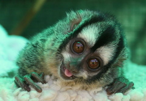 Douroucoulis or Night Monkey Also known as an Owl Monkey. These nocturnal little monkeys are native to South America but this little darling was born at Monkeyland, a primate sanctuary in South Africa. After her mother fell to her death she was hand reared and is now living with her father. Aaaaah! Aotus griseimembra,Aotus zonalis,Geotagged,Gray-handed night monkey,Panamanian night monkey,South Africa,Summer