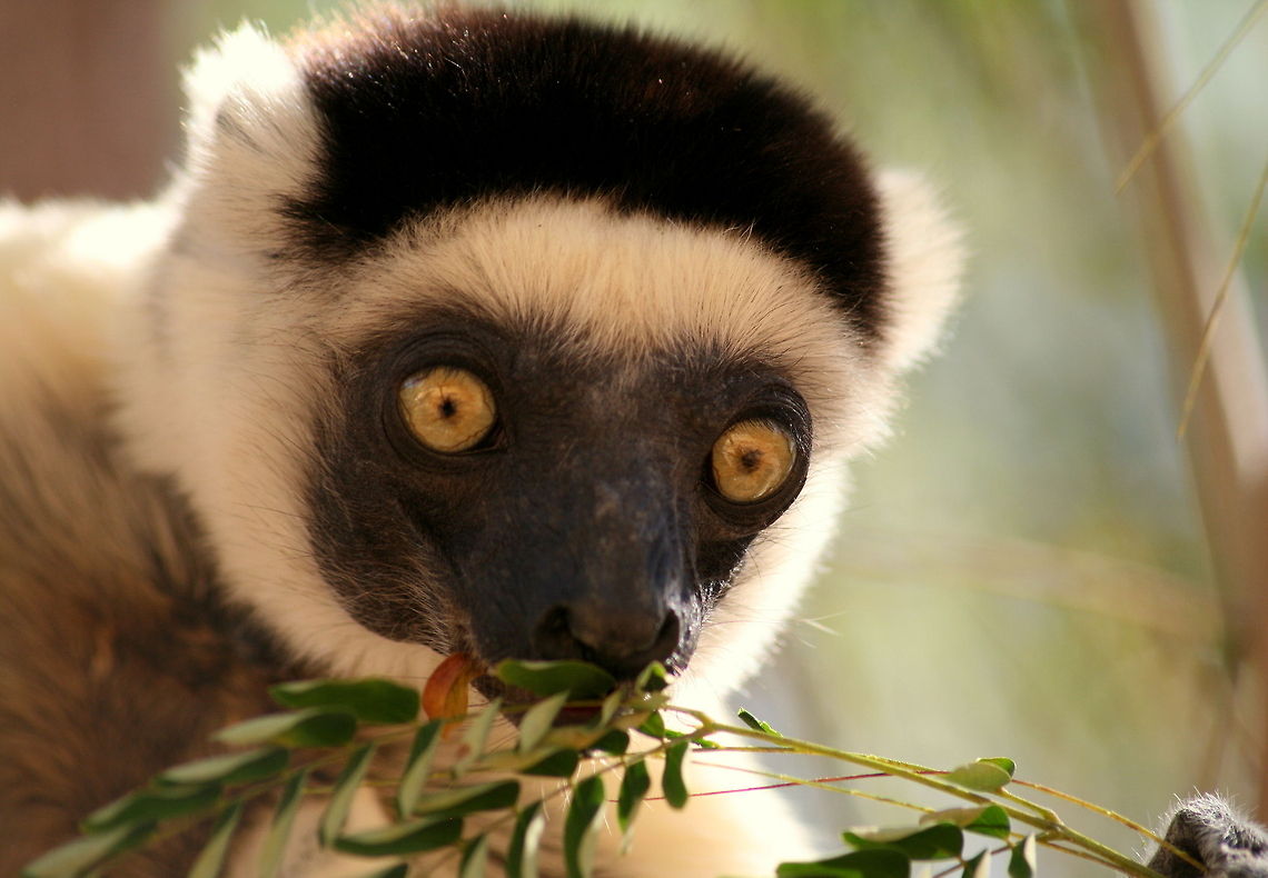 Verreaux's Sifaka This photo was taken at the Kirindy National Park in Madagascar Geotagged,Madagascar,Propithecus verreauxi,Verreauxs sifaka,Winter,lemur,prosimian,sifaka