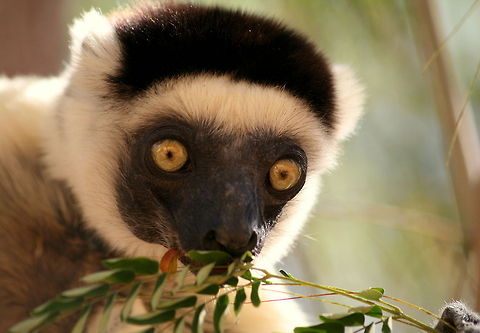 Verreaux's Sifaka This photo was taken at the Kirindy National Park in Madagascar Geotagged,Madagascar,Propithecus verreauxi,Verreauxs sifaka,Winter,lemur,prosimian,sifaka