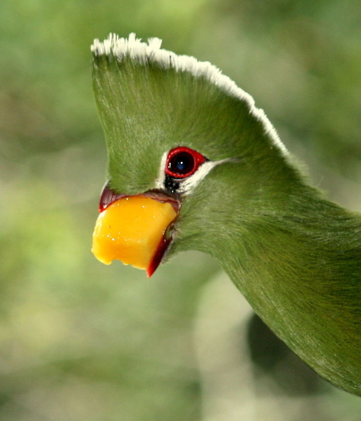 Greedy loerie! This greedy little thing comes to my bird table every day! Geotagged,Knysna Turaco,South Africa,Summer,Tauraco corythaix,birds,eating,loerie,lourie,turaco