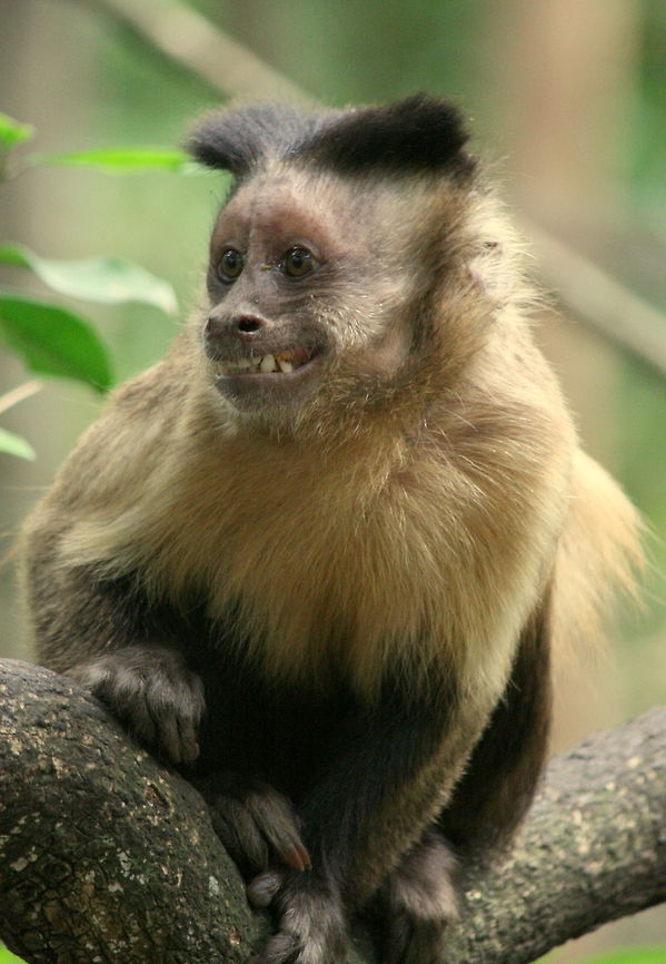 Capuchin grinning! A female capuchin grinning at her potential mate. Capuchin girls are incredible flirts! Cebus apella,Geotagged,South Africa,Spring,Tufted capuchin,capuchin,mating display,primate,smile