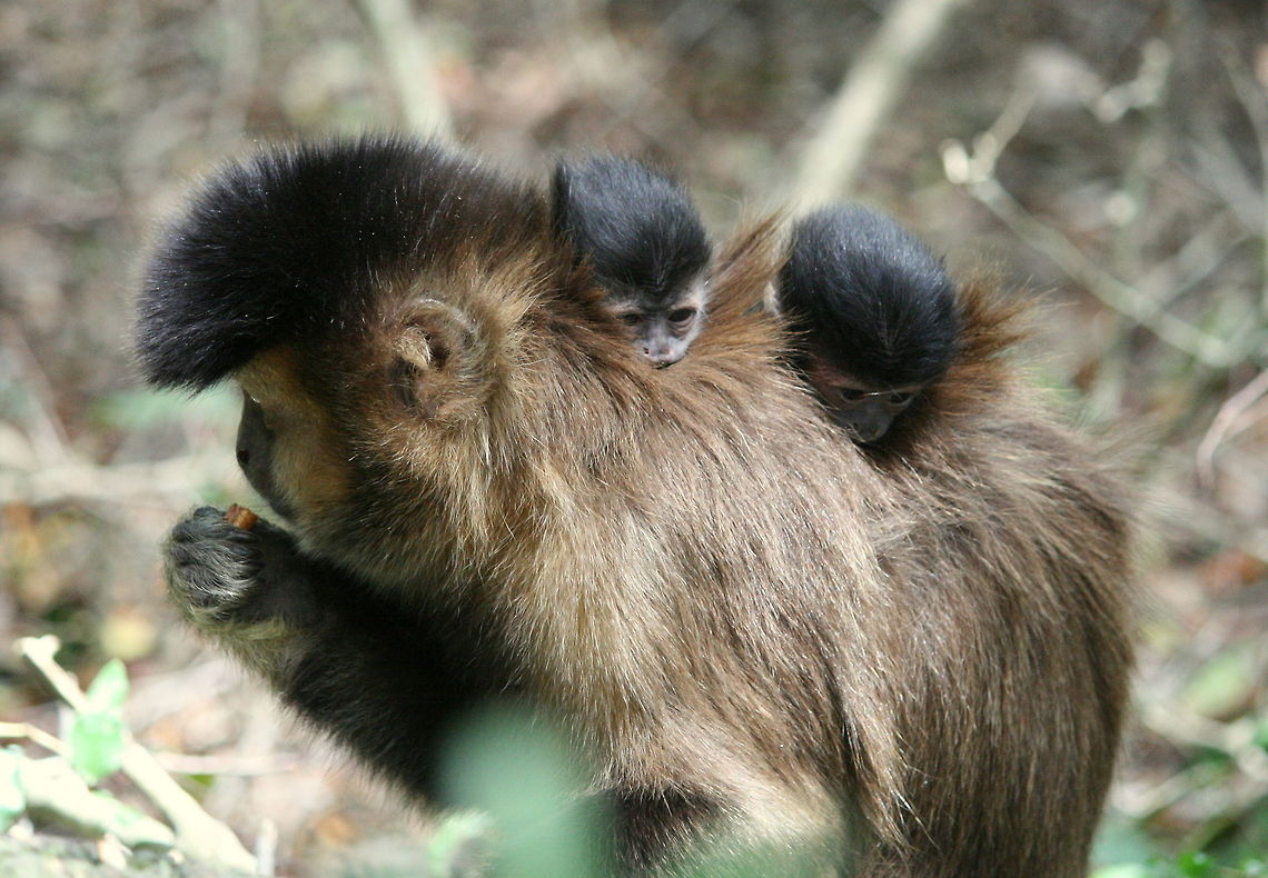 Capuchin twins! A very rare event! There is only a 2.4% chance of a capuchin bearing twins. Last year in the Monkeyland forest, two of the capuchins had twins and they all survived! We are waiting anxiously this year to see if the event is repeated!<br />
Photo taken at Monkeyland Primate Sanctuary in South Africa Cebus apella,Geotagged,South Africa,Spring,Tufted capuchin,monkeys,primates,twins