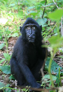It wasn't me! Young Black Crested Macaque Celebes Crested macaque,Geotagged,Indonesia,Macaca nigra,Spring,indonesia,monkey,primate