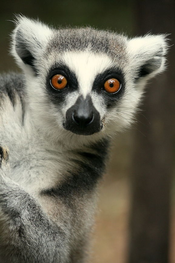 King Julian???? No, no, no!!!!  In the majority of prosimian specie it is the female that rules!! So really, it should have been 'Queen' Julian....but in the film he was so camp, they almost got it right!!! Geotagged,Lemur catta,Ring-tailed lemur,South Africa,Summer,lemur,primate,prosimian