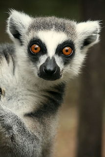 King Julian???? No, no, no!!!!  In the majority of prosimian specie it is the female that rules!! So really, it should have been 'Queen' Julian....but in the film he was so camp, they almost got it right!!! Geotagged,Lemur catta,Ring-tailed lemur,South Africa,Summer,lemur,primate,prosimian