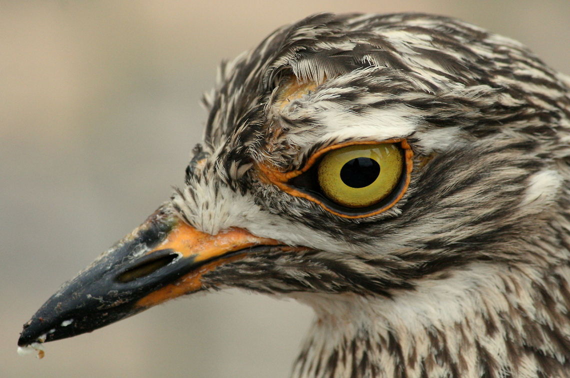I eye! I prefer the name Dikkop to Thick-knee...really, their knees aren&#039;t that fat! Birds,Burhinus capensis,Geotagged,South Africa,Spotted Thick-knee,Spring
