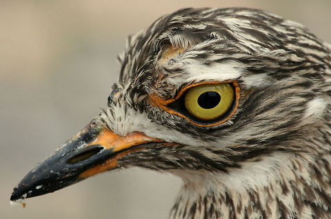 I eye! I prefer the name Dikkop to Thick-knee...really, their knees aren't that fat! Birds,Burhinus capensis,Geotagged,South Africa,Spotted Thick-knee,Spring