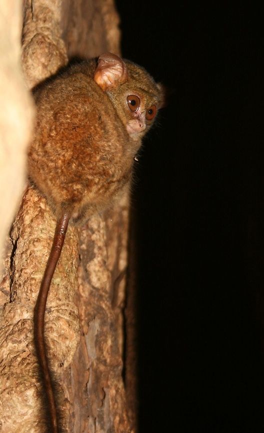 Tarssier I am not 100% sure  have the species correct. I saw this little guy in Tangkoko Reserve, North Sulawesi. Quite amazing creatures with their enormous eyes which gives the 360 degree vision. In fact their eye sockets are larger than their brain cavities!<br />
These are also the only completely carnivorous primate. Geotagged,Indonesia,Indonesia 3,Spectral tarsier,Sulawesi,Tarsius tarsier