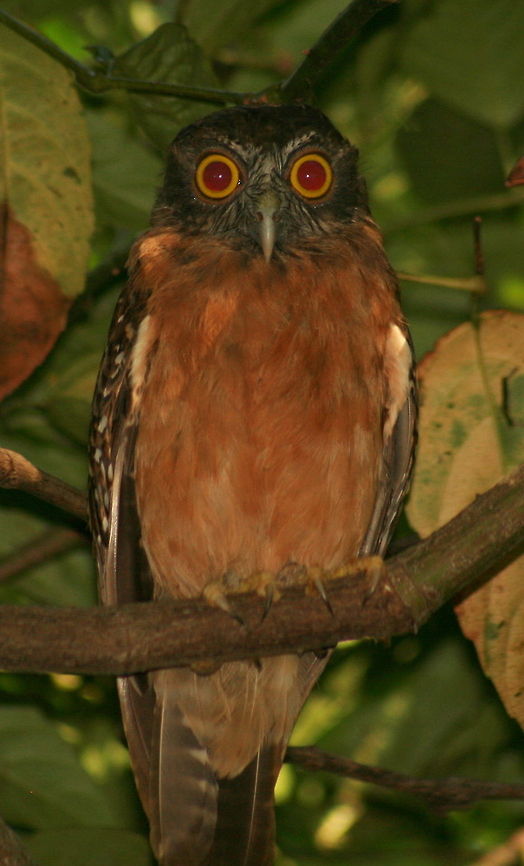 Ochre-bellied Boobook Wow...those eyes!!! Took this photo in the Tangkoko Nature reserve in North Sulawesi Geotagged,Indonesia,Indonesia 3,Ninox ochracea,Ochre-bellied Boobook