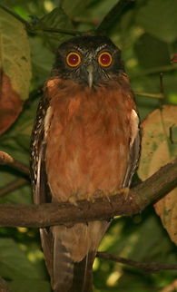 Ochre-bellied Boobook Wow...those eyes!!! Took this photo in the Tangkoko Nature reserve in North Sulawesi Geotagged,Indonesia,Indonesia 3,Ninox ochracea,Ochre-bellied Boobook
