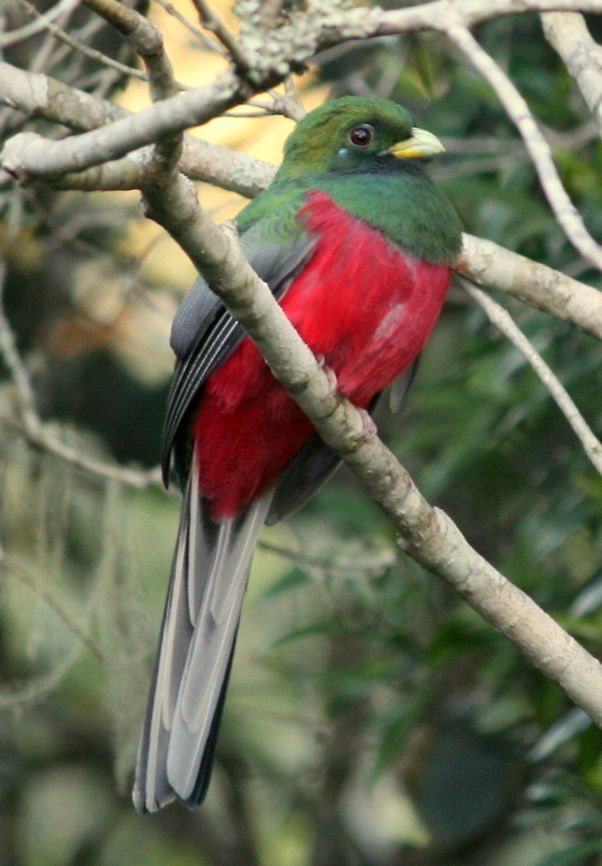 Narina Trogon Reportedly the most sought after bird in South Africa. Not that it is rare but rather because it has excellent camouflage.<br />
This little beauty plonked itself in my garden, waited for me to grab a camera, take a few shaky photos and then disappear never to be seen again!<br />
Suffice to say that I am terribly chuffed and the envy of many birders in the area! Apaloderma narina,Geotagged,Narina Trogon,South Africa,Winter,birds
