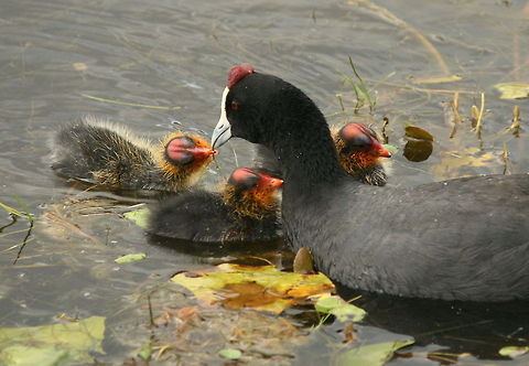 Red-knobbed coot feeding her young These scruffy little things live in the little lake near my home. So sweet! Fulica cristata,Geotagged,Red-knobbed Coot,South Africa,Spring