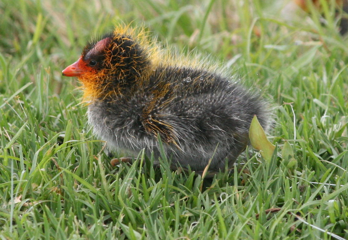 Red-knobbed Coot baby Only a Mother could love it! Fulica cristata,Geotagged,Red-knobbed Coot,South Africa,Spring,birds