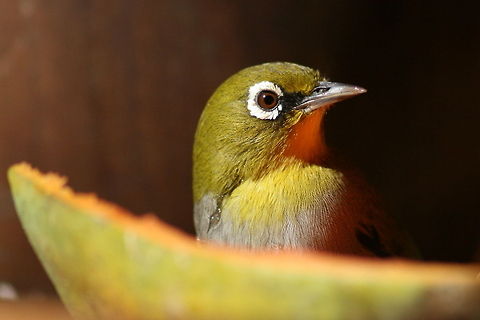 Cape White-eye These lovely little birds are frequent visitors to my bird table and have even taken to entering my parrots cage to steal his food! Cape White-eye,Fall,Geotagged,South Africa,Zosterops pallidus,birds