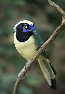 Inca Jay The Green Jay of South America is known as an Inca  Jay. This one however is in Birds of Eden in South Africa...so maybe a Zulu Jay????? Birds,Cyanocorax yncas,Geotagged,Green Jay,Inca Jay,South Africa,South America,Summer