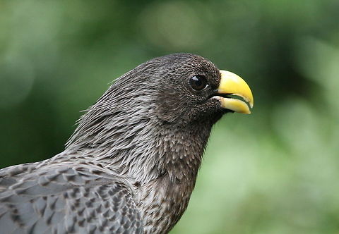 Western Grey Plantain Eater Photo taken at Birds of Eden, South Africa Crinifer piscator,Geotagged,South Africa,Spring,Western Plantain-eater,birds