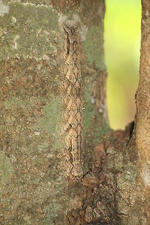 What is it?? I have no idea what this is, I dont think it is a leaf gecko but the camouflage is very similar. I took this photo at Ankaranfantsika in Madagascar if that helps Geotagged,Madagascar,Winter
