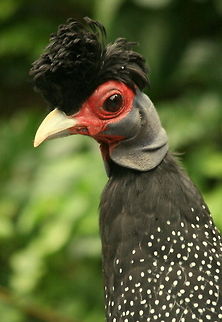 Helmeted Guineafowl Photo taken at Birds of Eden South Africa Birds,Crested Guineafowl,Geotagged,Guttera pucherani,Helmeted Guineafowl,Numida meleagris,South Africa,Summer