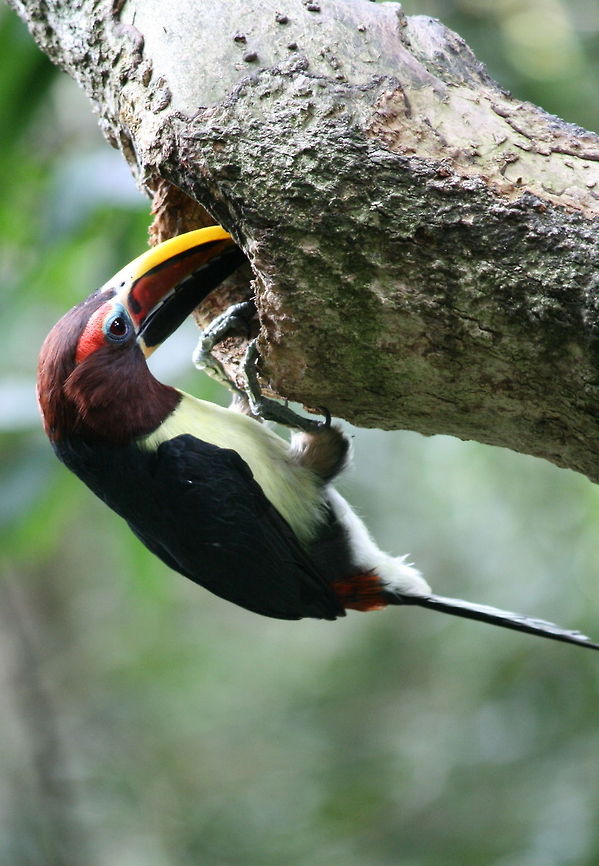 Green Aracaris Another photo taken at my favourite place...Birds of Eden! Geotagged,Green Aracari,Pteroglossus viridis,South Africa,South America,Summer,birds