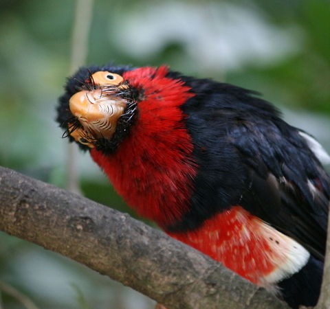 Bearded barbet Endemic to North West Africa, this one is at Birds of Eden Africa,Bearded Barbet,Birds,Geotagged,Lybius dubius,South Africa,Summer