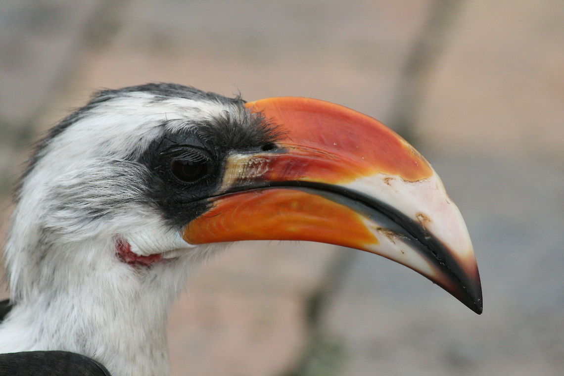 Von der Decken's Hornbill I just love those eyelashes! Africa,Birds,Geotagged,Hornbills,South Africa,Spring,Tockus deckeni,Von der Deckens Hornbill
