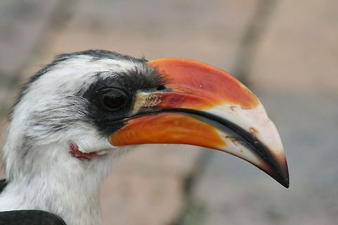 Von der Decken's Hornbill I just love those eyelashes! Africa,Birds,Geotagged,Hornbills,South Africa,Spring,Tockus deckeni,Von der Deckens Hornbill