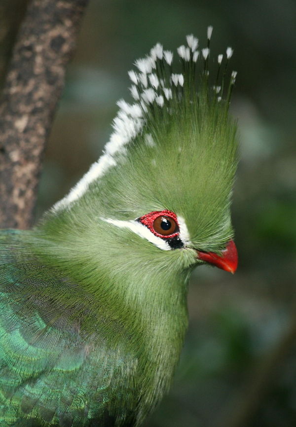 Livingstone's Turaco A member of the Musophagidea family which means &#039;banana eaters&#039; Geotagged,Livingstones Turaco,South Africa,Spring,Tauraco livingstonii,birds,loerie,lourie,south africa