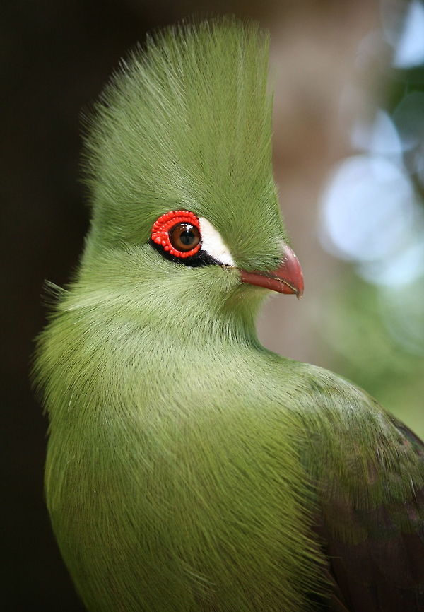 Buffoni Green Turaco The Buffoni Green Turaco is the only sub-species without a white line below its eye.<br />
 Birds,Geotagged,Guinea Turaco,South Africa,Summer,Tauraco persa,loerie,lourie,turacos
