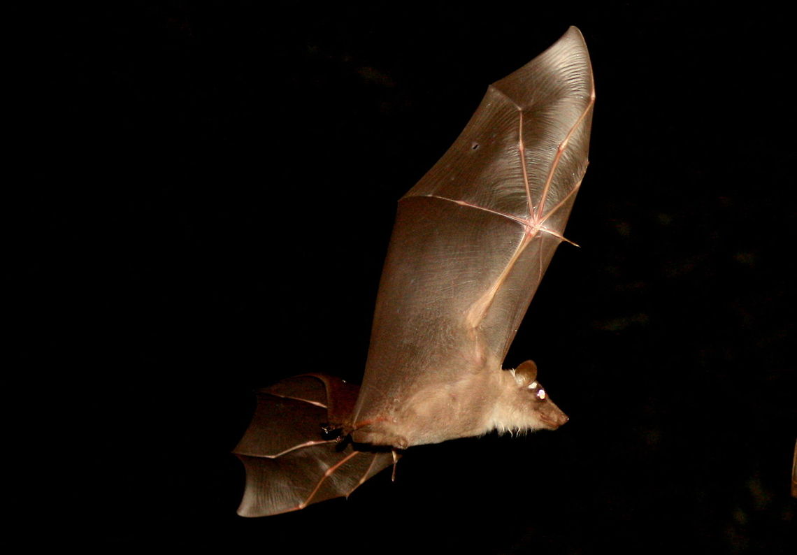 Peters's Epauletted Fruit Bat Another visitor to my bird table, after all the birds have gone to bed, three of these guys come for supper. Yes....my food bill is enormous! Bats,Epomophorus crypturus,Geotagged,Peterss Epauletted Fruit Bat,South Africa,Summer