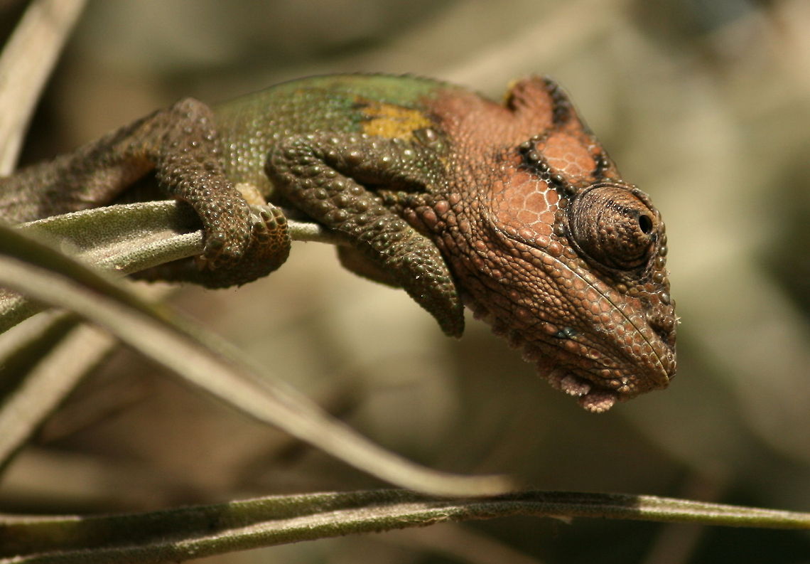 Cape Dwarf Chameleon Another occasional visitor to my garden....at least I don&#039;t have to feed this one!<br />
 Bradypodion pumilum,Fall,Geotagged,South Africa,cape dwarf chameleon