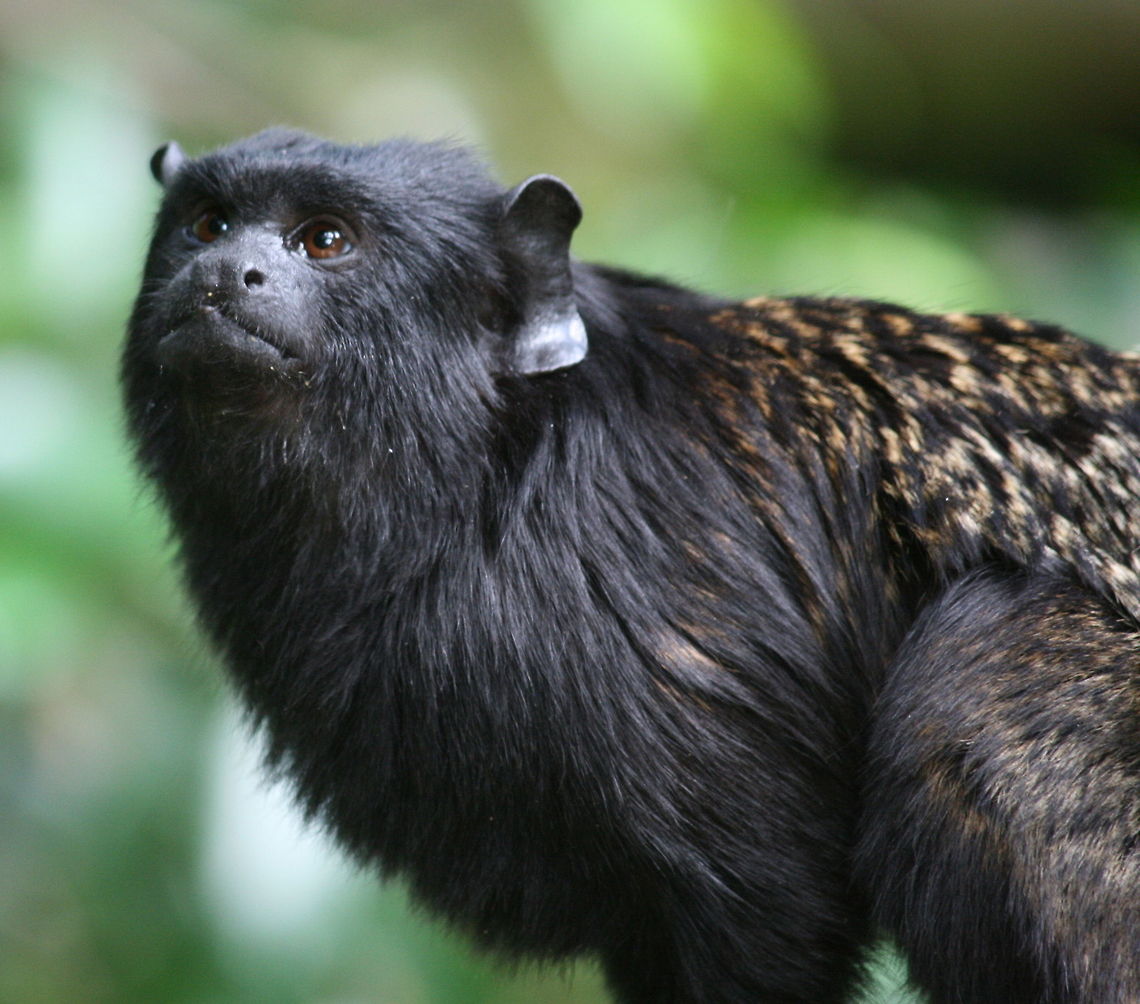 Golden Handed Tamarin Also known as the Red-handed tamarin Geotagged,Red-handed tamarin,Saguinus midas,South Africa,Spring,monkeys,primates,tamarins