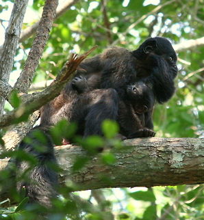 Bearded Saki So called because of that huge beard! This one is clutching her young baby...so cute! Chiropotes chiropotes,Fall,Geotagged,Monkeys,Red-backed bearded saki,South Africa,primates