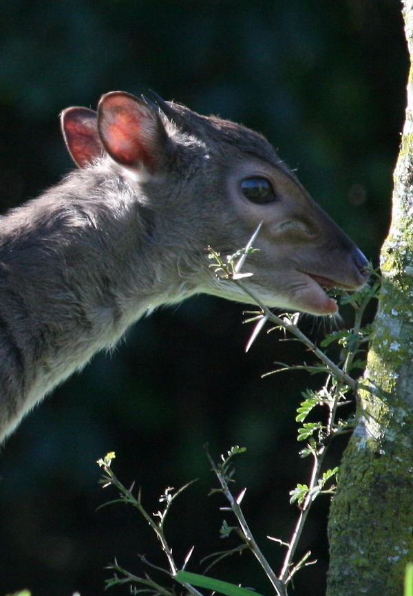 Blue Duiker The smallest of all antelopes Blue Duiker,Geotagged,Philantomba monticola,South Africa,Winter,antelope,mammals